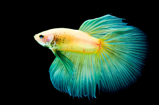 beautiful betta fish