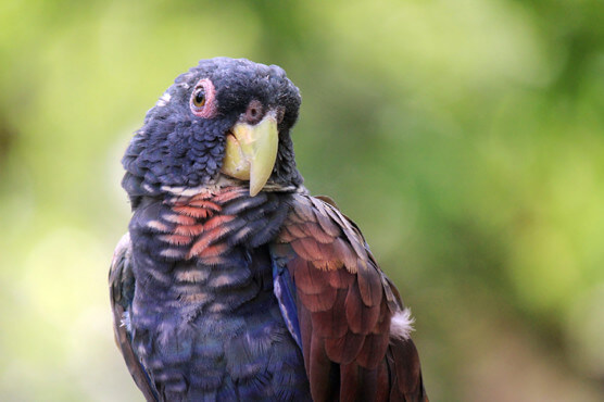 bronze parrot